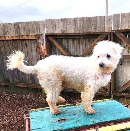 Enlarge Tomo, an adopted mixed breed in Long Beach, WA image 2/4