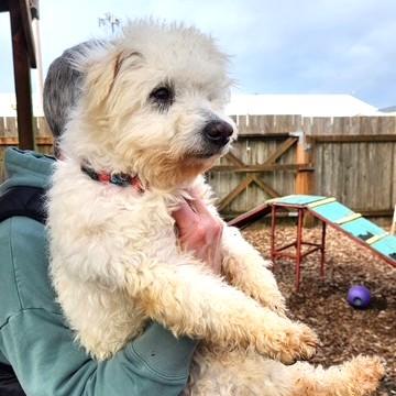 Enlarge Tomo, an adopted mixed breed in Long Beach, WA image 3/4