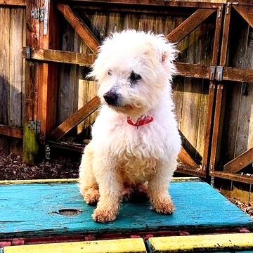 Enlarge Tomo, an adopted mixed breed in Long Beach, WA image 4/4