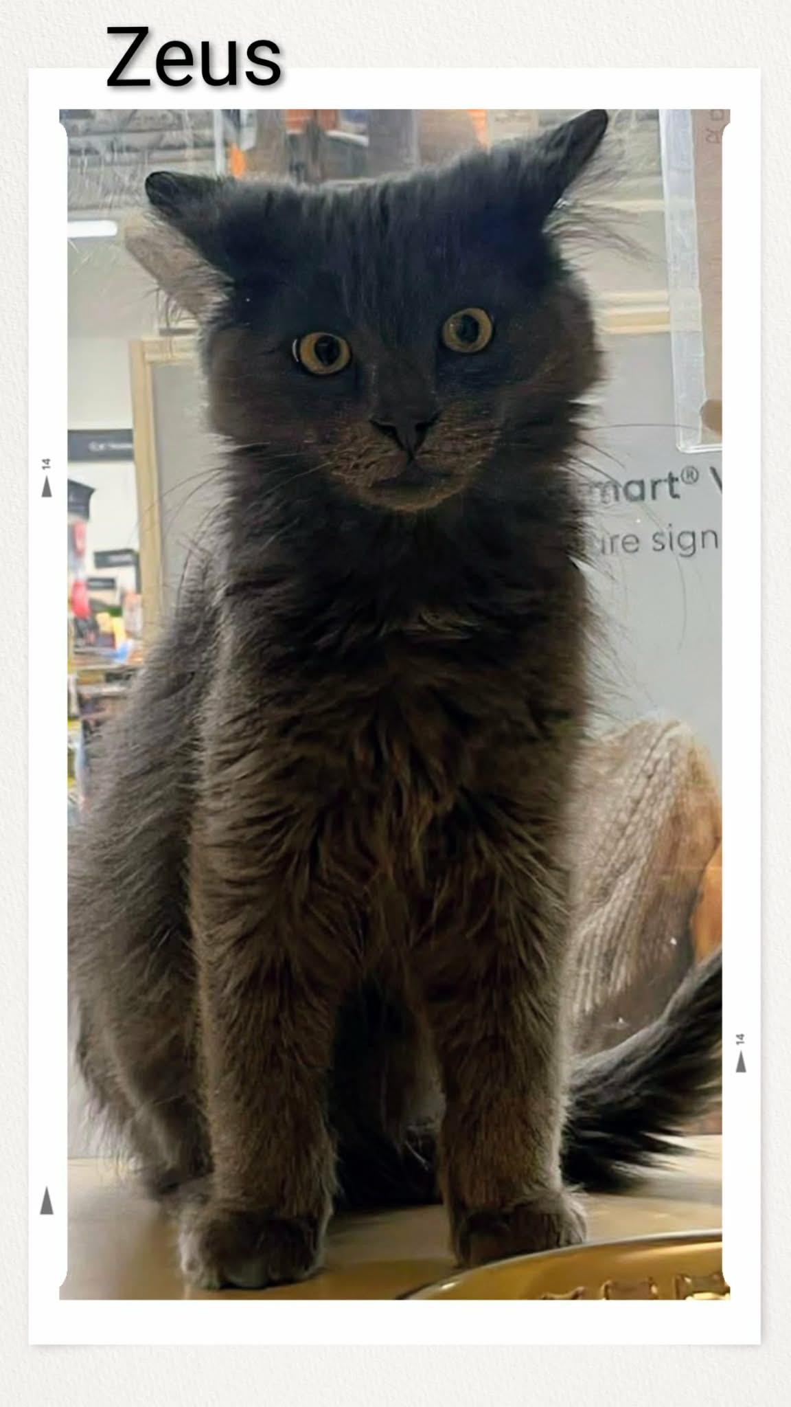 Zeus, Adoptable, Young Male Domestic Long Hair.