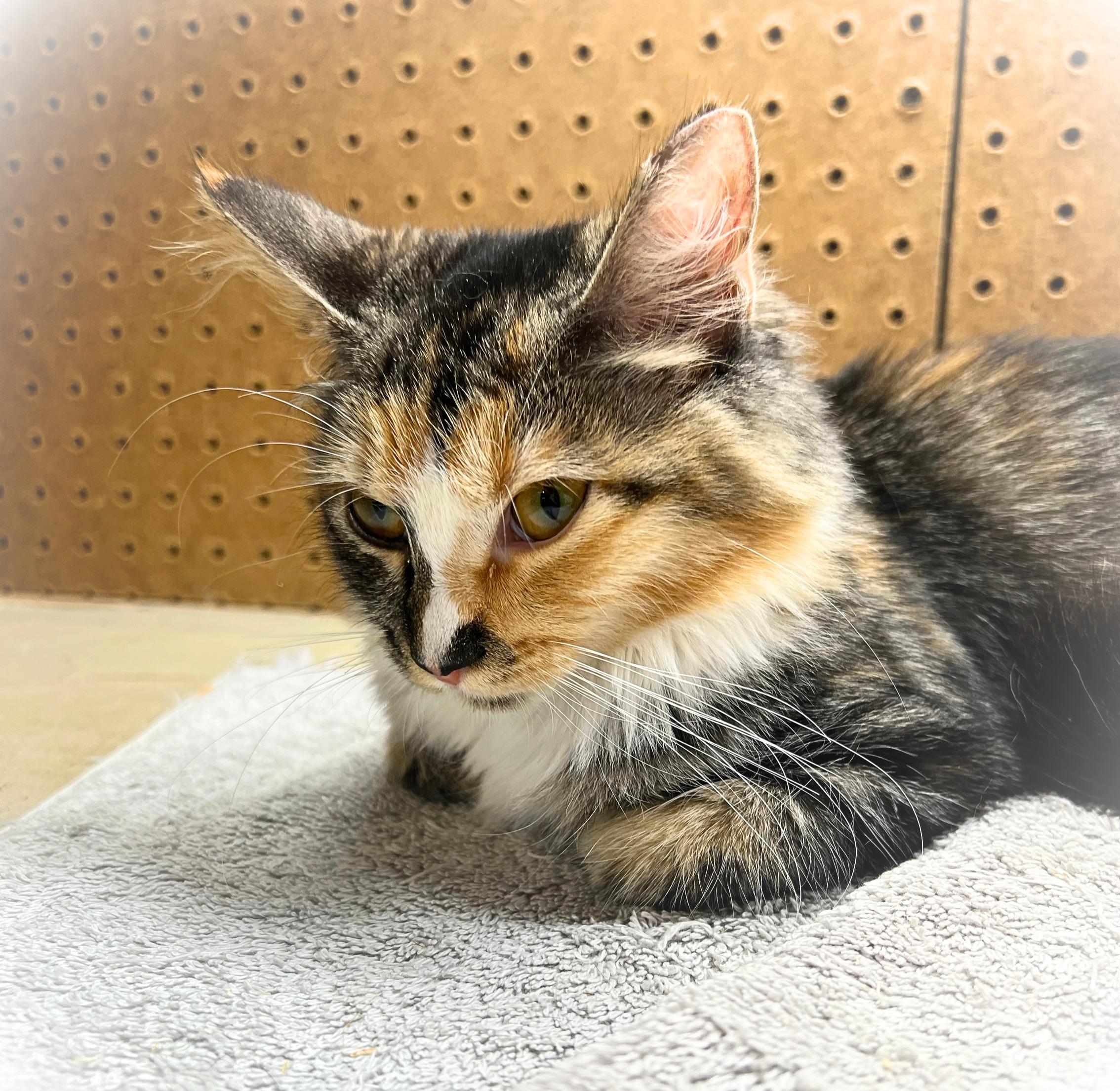 Autumn, a gentle & graceful Fall beauty (bonded brother, Bounty), Adoptable, Kitten Female Norwegian Forest Cat & Domestic Medium Hair.