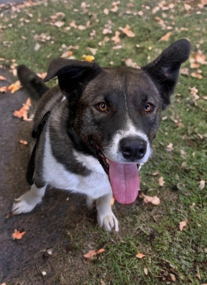 Enlarge ZAYDA, a Adoptable Mixed Breed in High Level, AB image 1/1