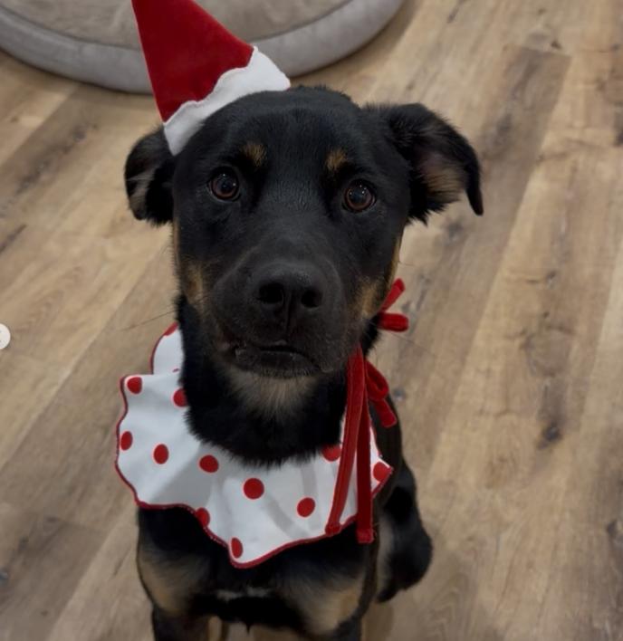 Enlarge Bella, a ADOPTABLE mixed breed in TEMECULA, CA image 5/5