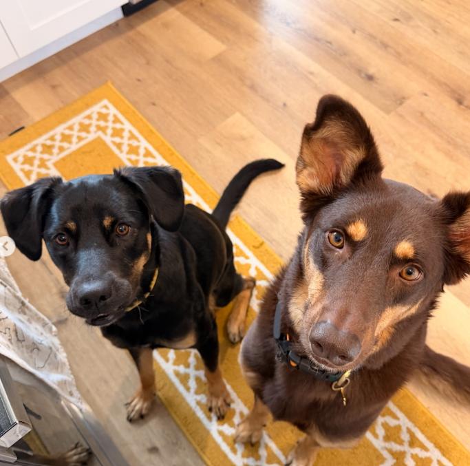 Enlarge Bella, a ADOPTABLE mixed breed in TEMECULA, CA image 4/5