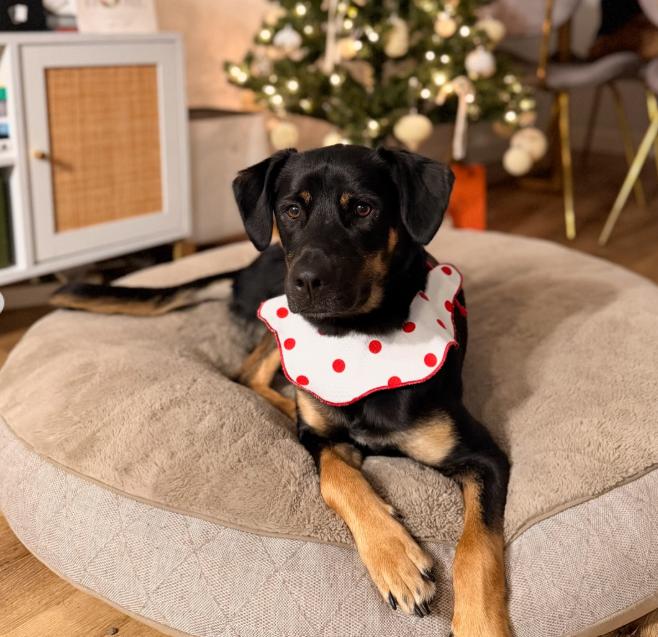 Enlarge Bella, a ADOPTABLE mixed breed in TEMECULA, CA image 3/5