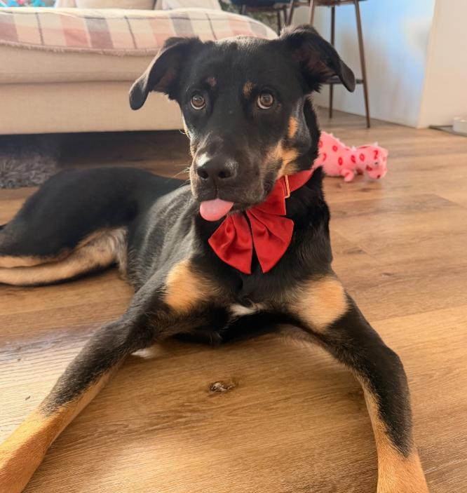 Bella, ADOPTABLE, Young Female German Shepherd Dog.