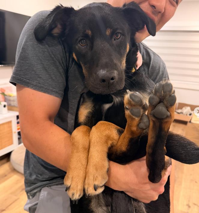 Enlarge Bella, a ADOPTABLE mixed breed in TEMECULA, CA image 2/5