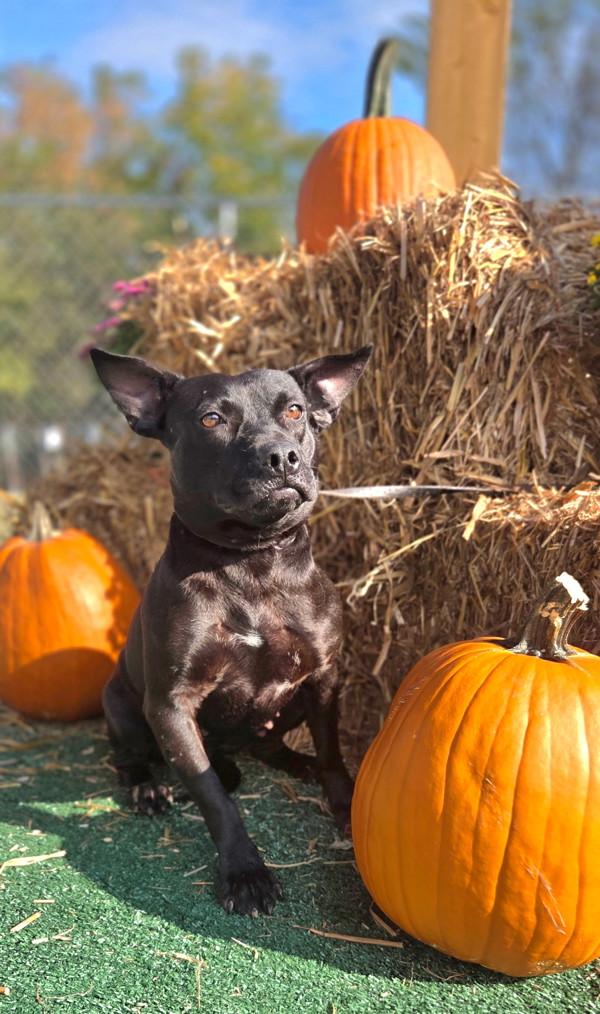 Enlarge Laney, a Adoptable mixed breed in Cleveland, TN image 1/3