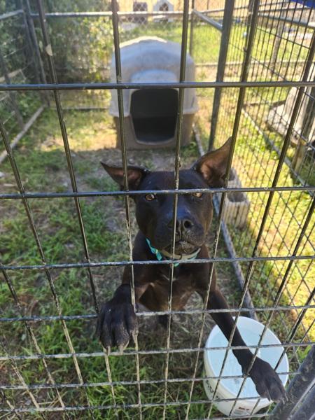 Enlarge Laney, a Adoptable mixed breed in Cleveland, TN image 2/3