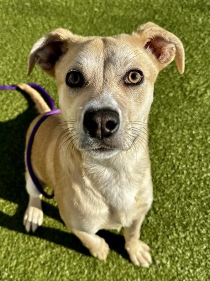 Enlarge Amarillo, a ADOPTABLE mixed breed in Dubuque, IA image 1/2