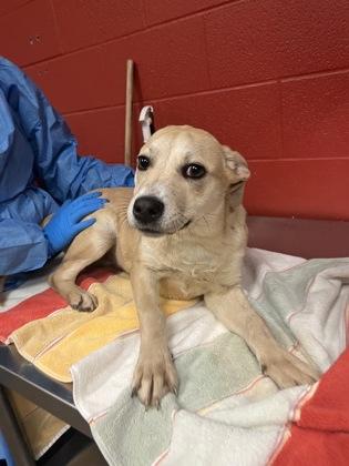 Enlarge Amarillo, a ADOPTABLE mixed breed in Dubuque, IA image 2/2