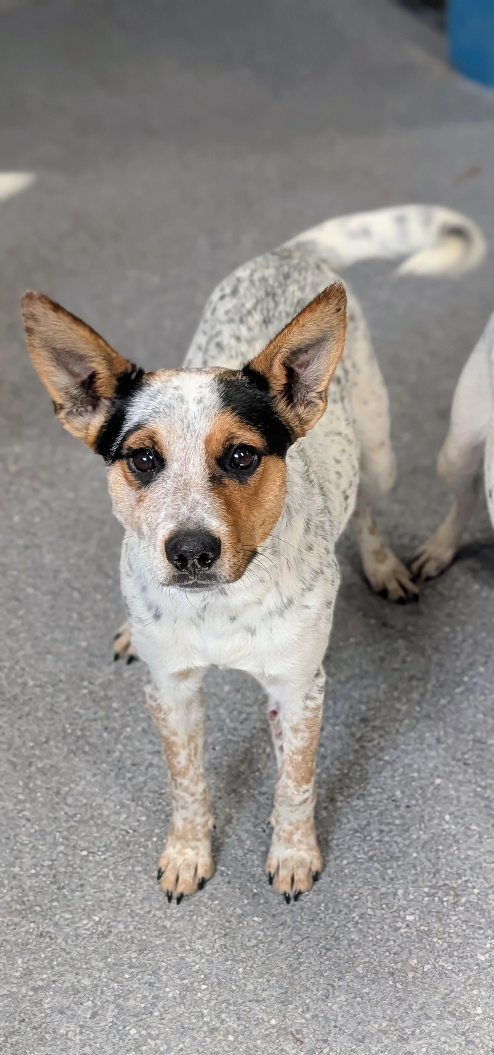 Enlarge Ezekiel "Zeke", a ADOPTABLE mixed breed in Punta Gorda , FL image 1/3