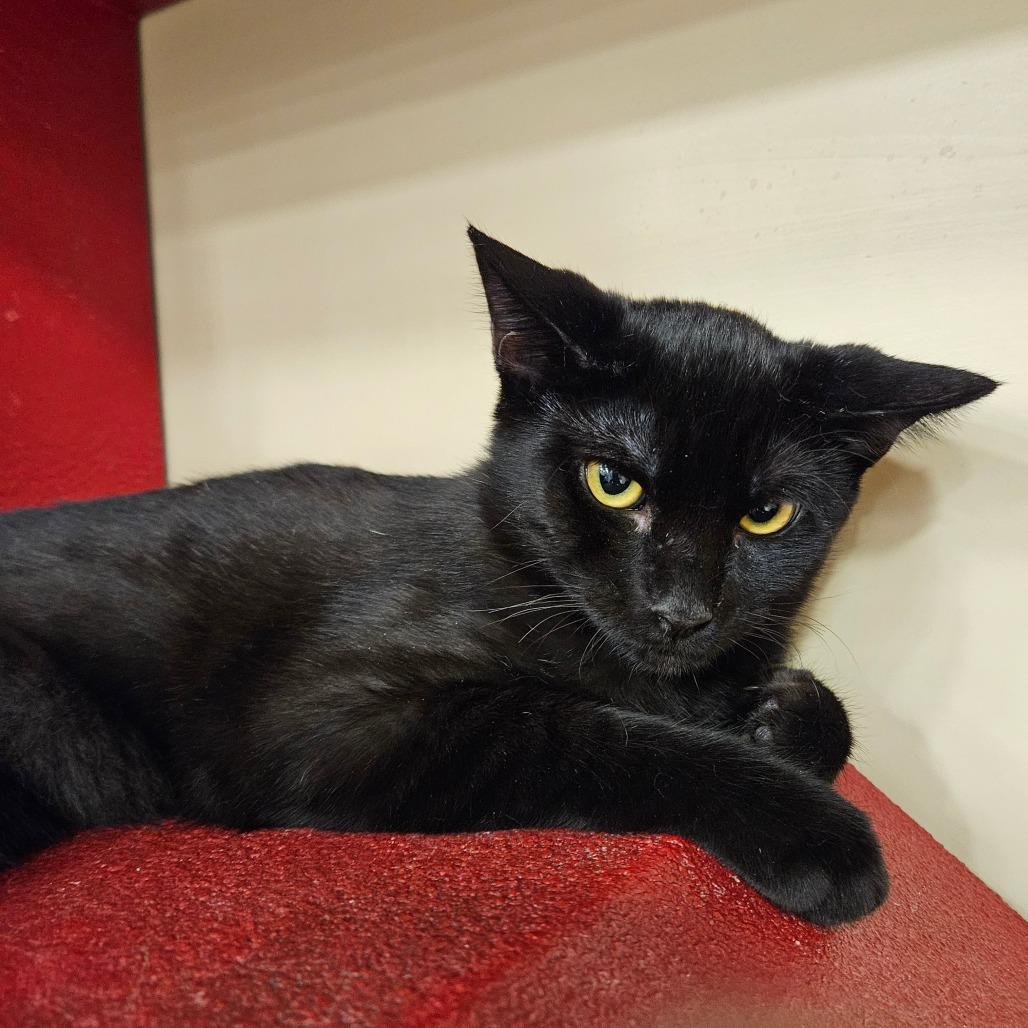 Millie, Adoptable, Kitten Female Domestic Short Hair.