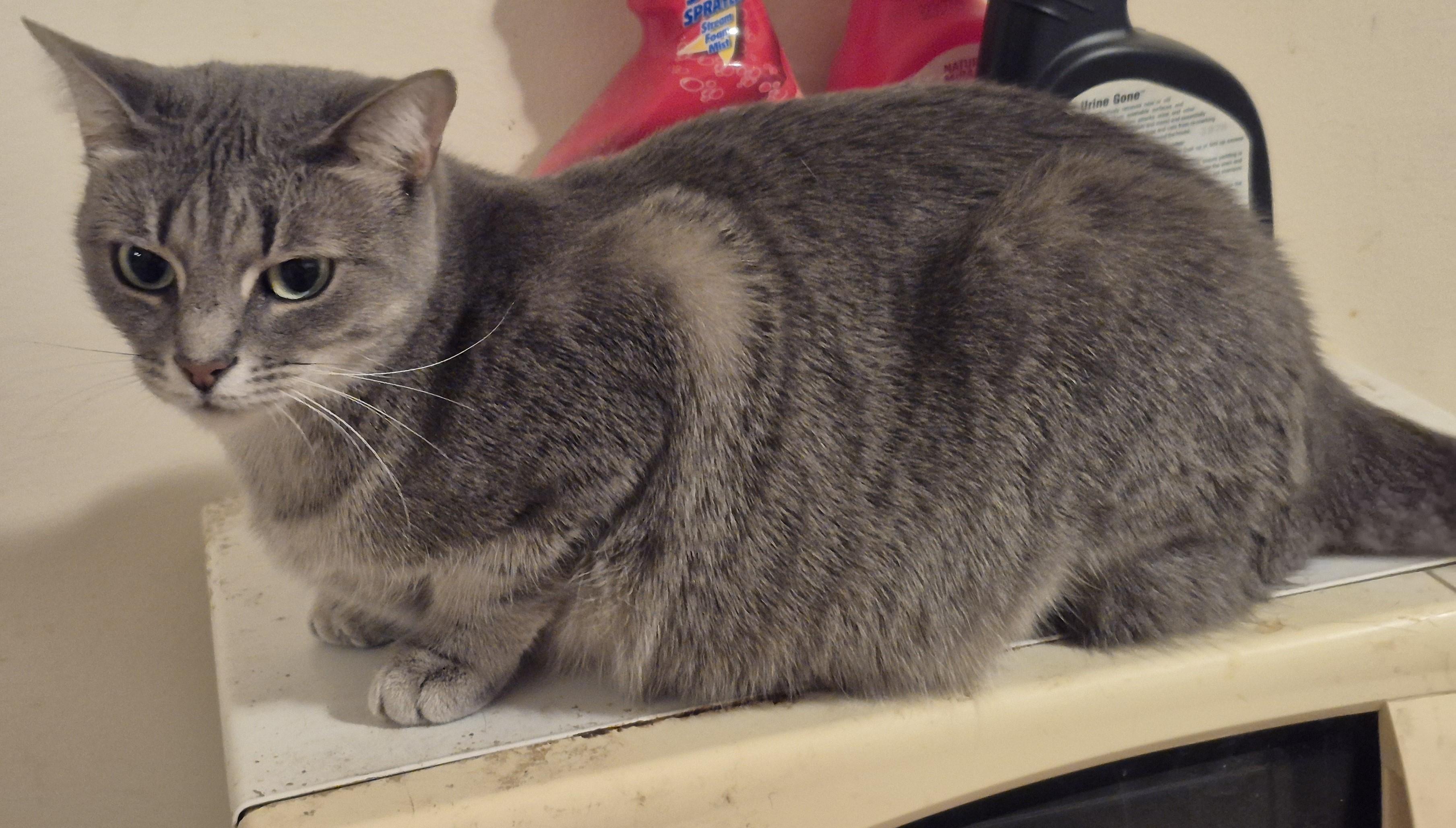 LOVE CALL, Adoptable, Adult Female Domestic Short Hair.