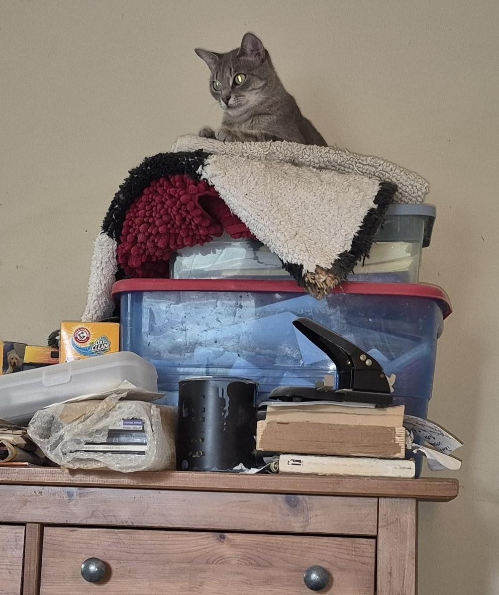 LOVE CALL, a Adoptable Domestic Short Hair in Highland Park, NJ image 1/6