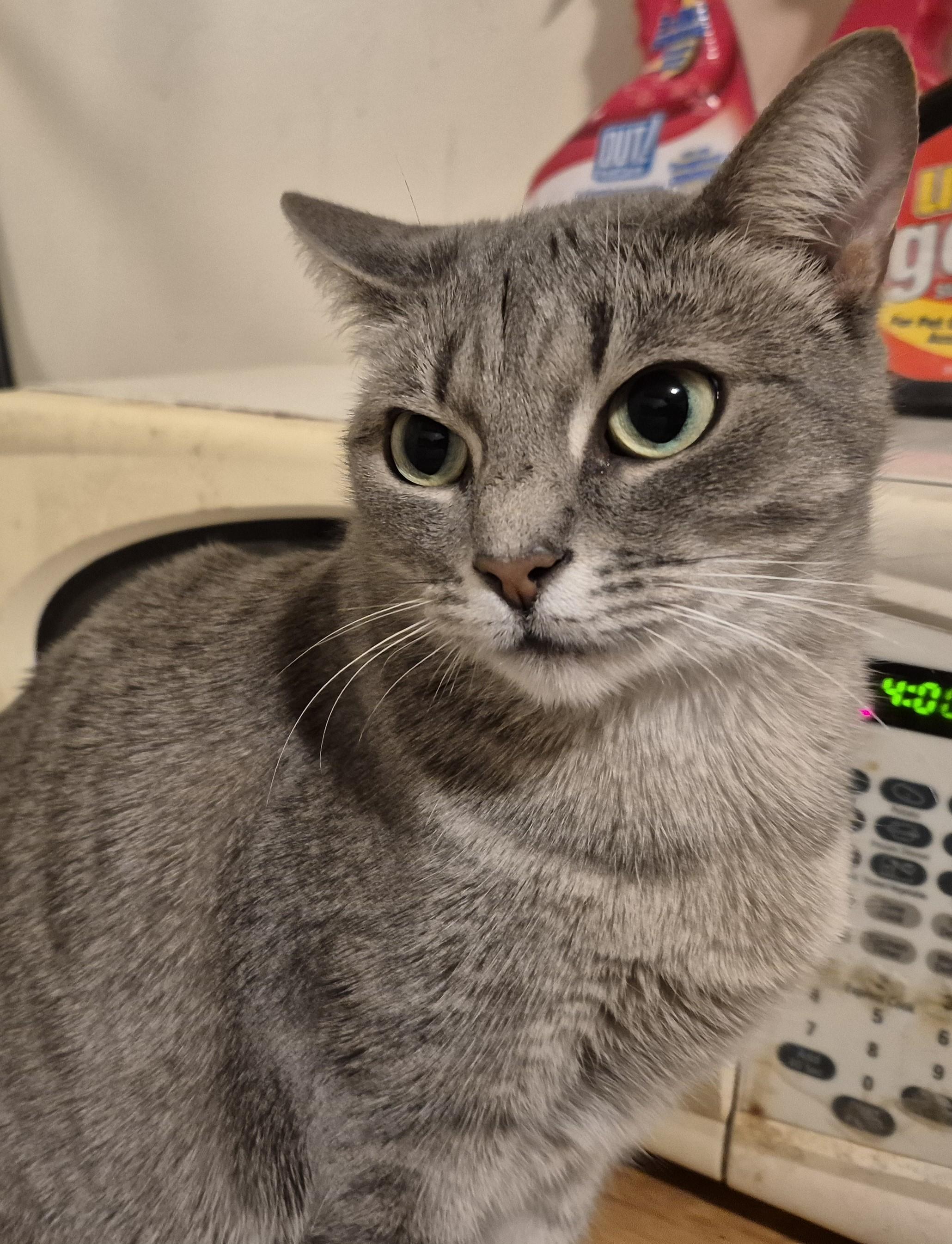 LOVE CALL, a Adoptable Domestic Short Hair in Highland Park, NJ image 2/6