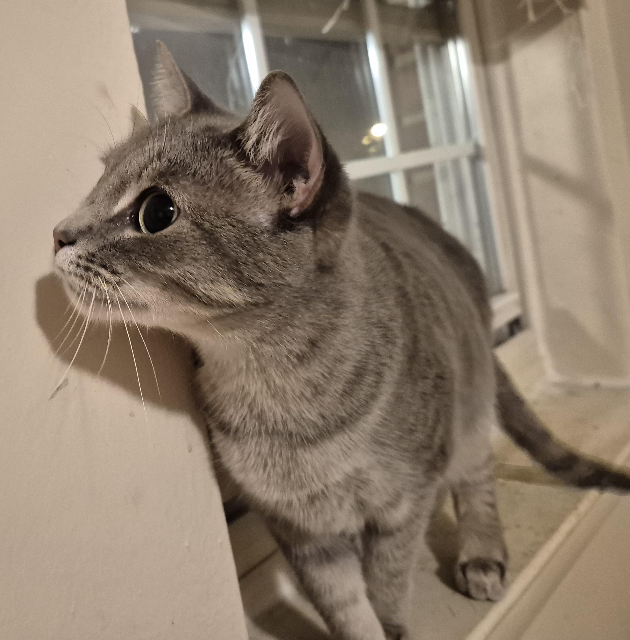 LOVE CALL, a Adoptable Domestic Short Hair in Highland Park, NJ image 4/6