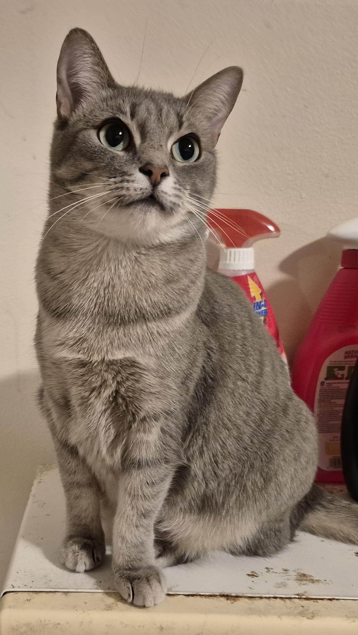 LOVE CALL, a Adoptable Domestic Short Hair in Highland Park, NJ image 5/6