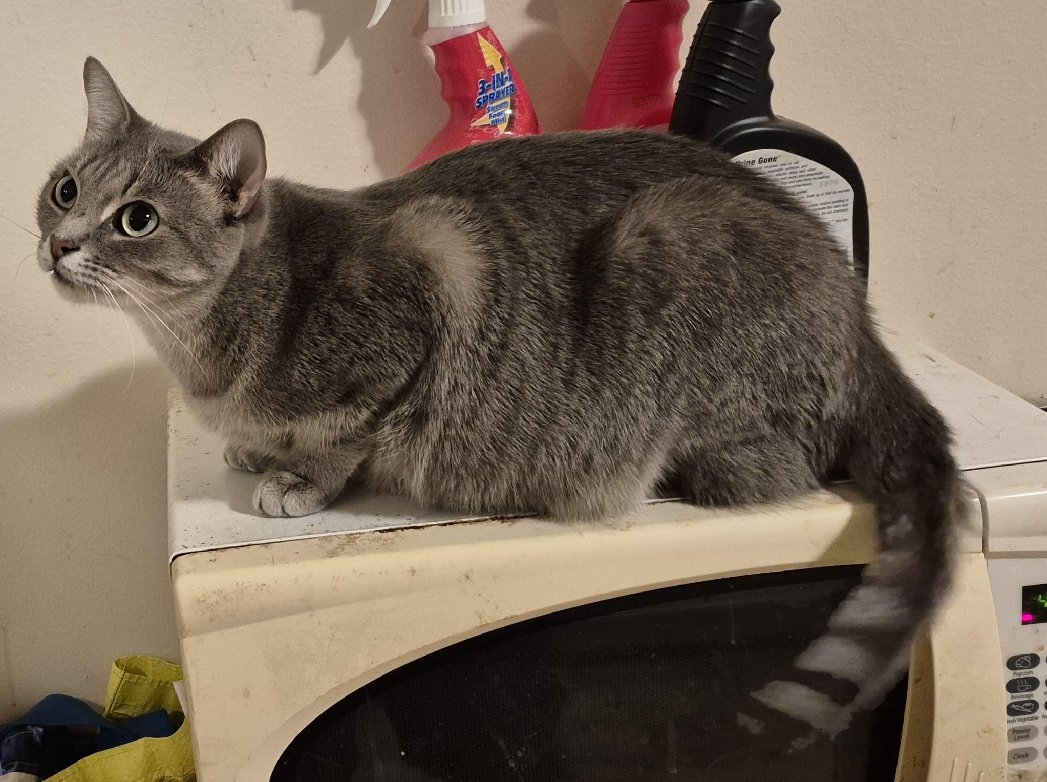 LOVE CALL, a Adoptable Domestic Short Hair in Highland Park, NJ image 6/6