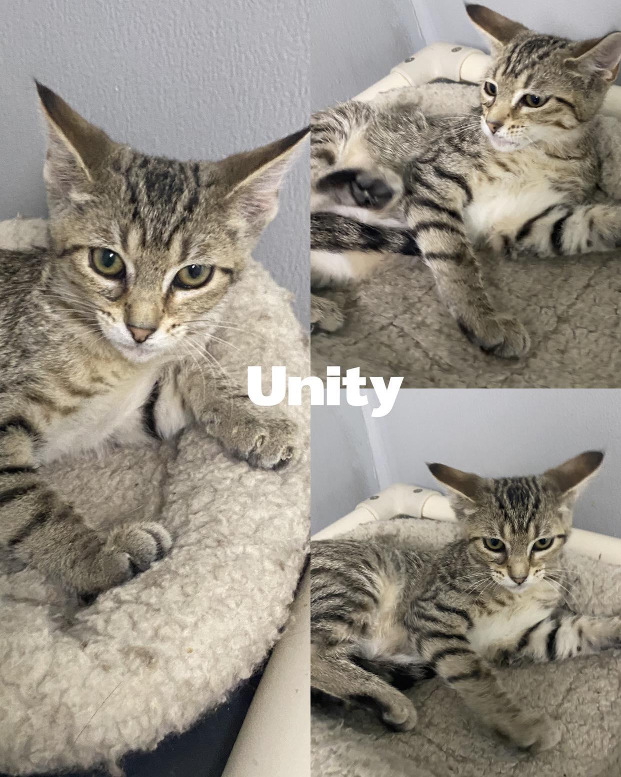 Unity