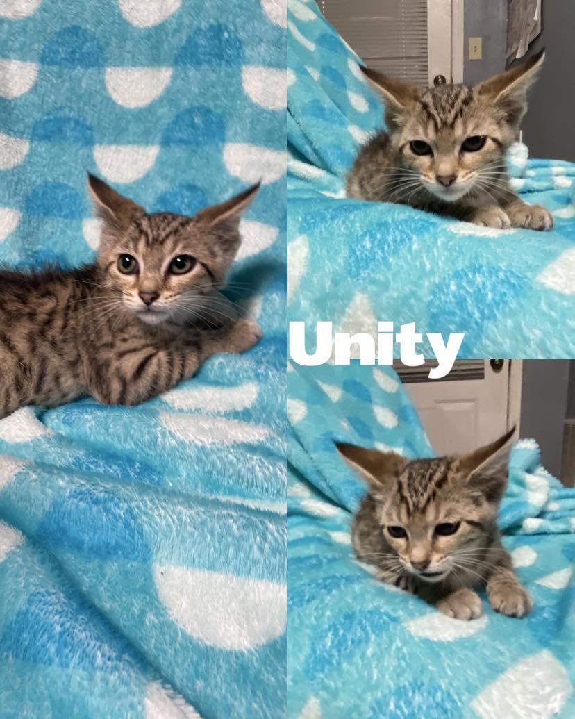 Unity