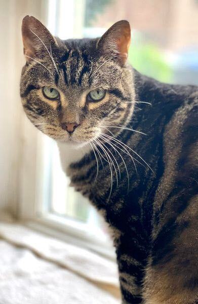 Taylor, a Adoptable Domestic Short Hair in Freeport, NY image 3/6