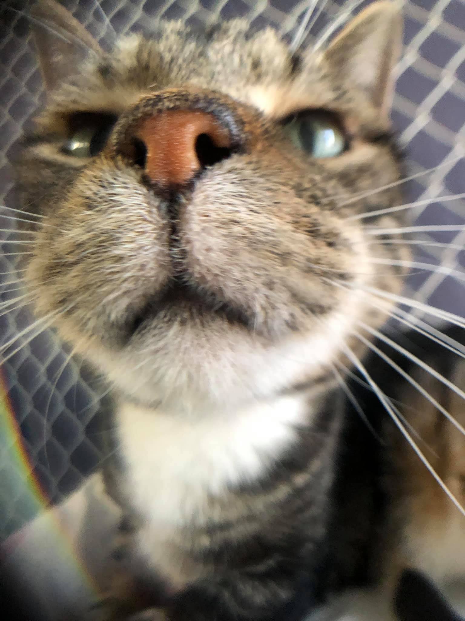 Taylor, a Adoptable Domestic Short Hair in Freeport, NY image 2/6