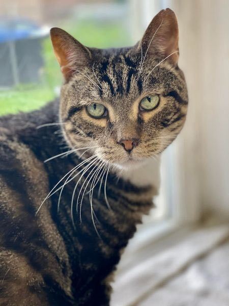 Taylor, a Adoptable Domestic Short Hair in Freeport, NY image 4/6