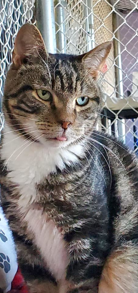 Taylor, a Adoptable Domestic Short Hair in Freeport, NY image 5/6