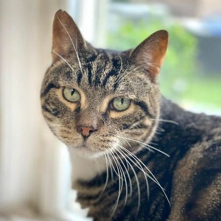 Taylor, a Adoptable Domestic Short Hair in Freeport, NY image 1/6