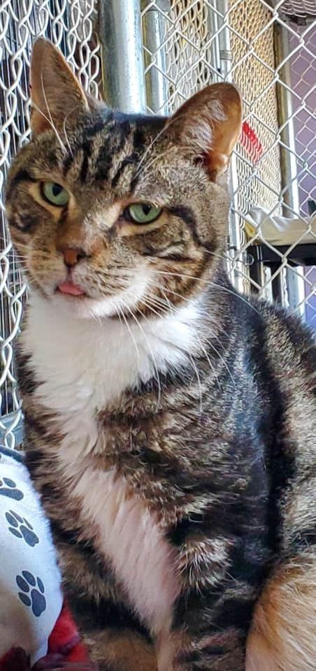 Taylor, a Adoptable Domestic Short Hair in Freeport, NY image 6/6