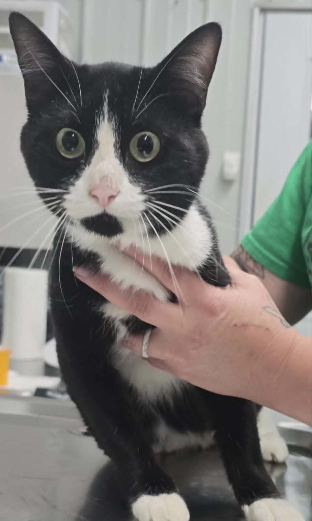 Parker, Adoptable, Young Male Domestic Short Hair.