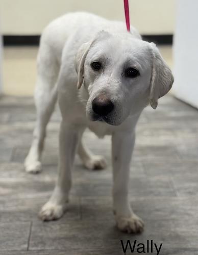 Wally #11, ADOPTABLE, Young Male Yellow Labrador Retriever.
