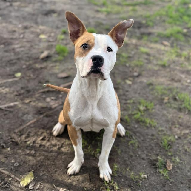 Enlarge CAIRO, a Adoptable mixed breed in Modesto, CA image 2/2