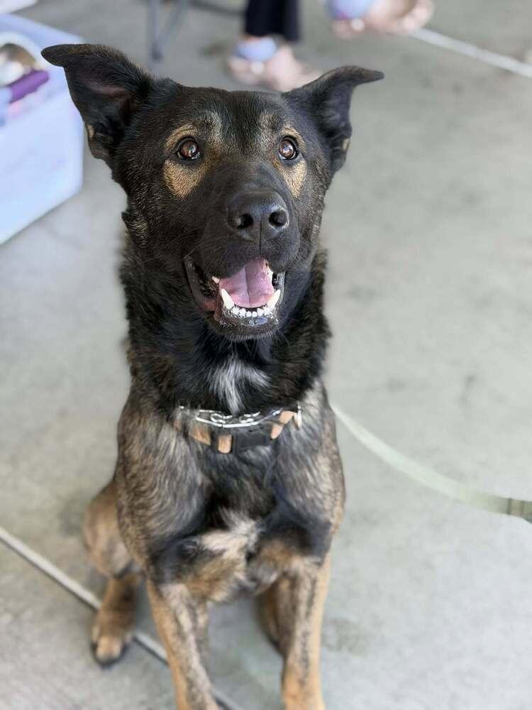 Enlarge Ranger, a Adoptable mixed breed in Pleasant Hill, CA image 1/6