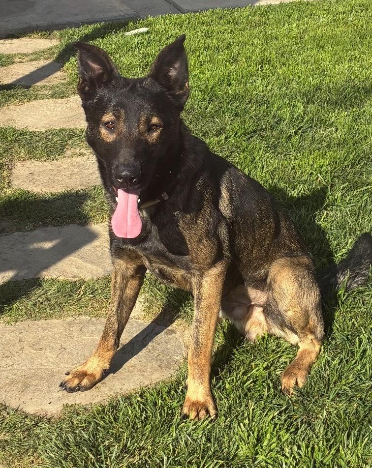 Enlarge Ranger, a Adoptable mixed breed in Pleasant Hill, CA image 5/6