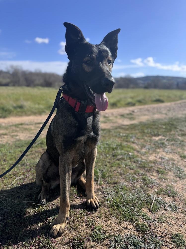 Enlarge Ranger, a Adoptable mixed breed in Pleasant Hill, CA image 6/6