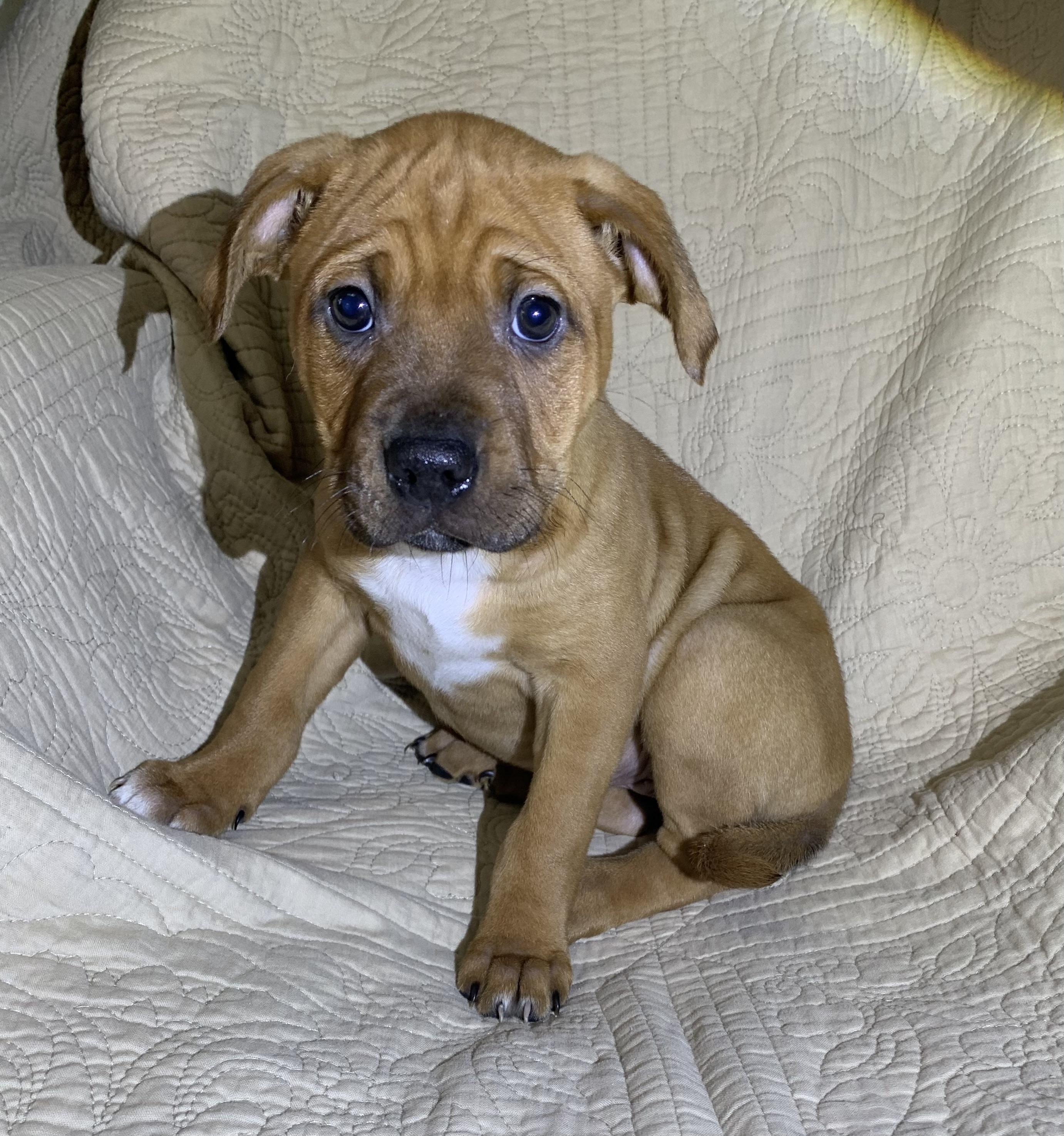 Ruby, Adoptable, Puppy Female American Staffordshire Terrier.