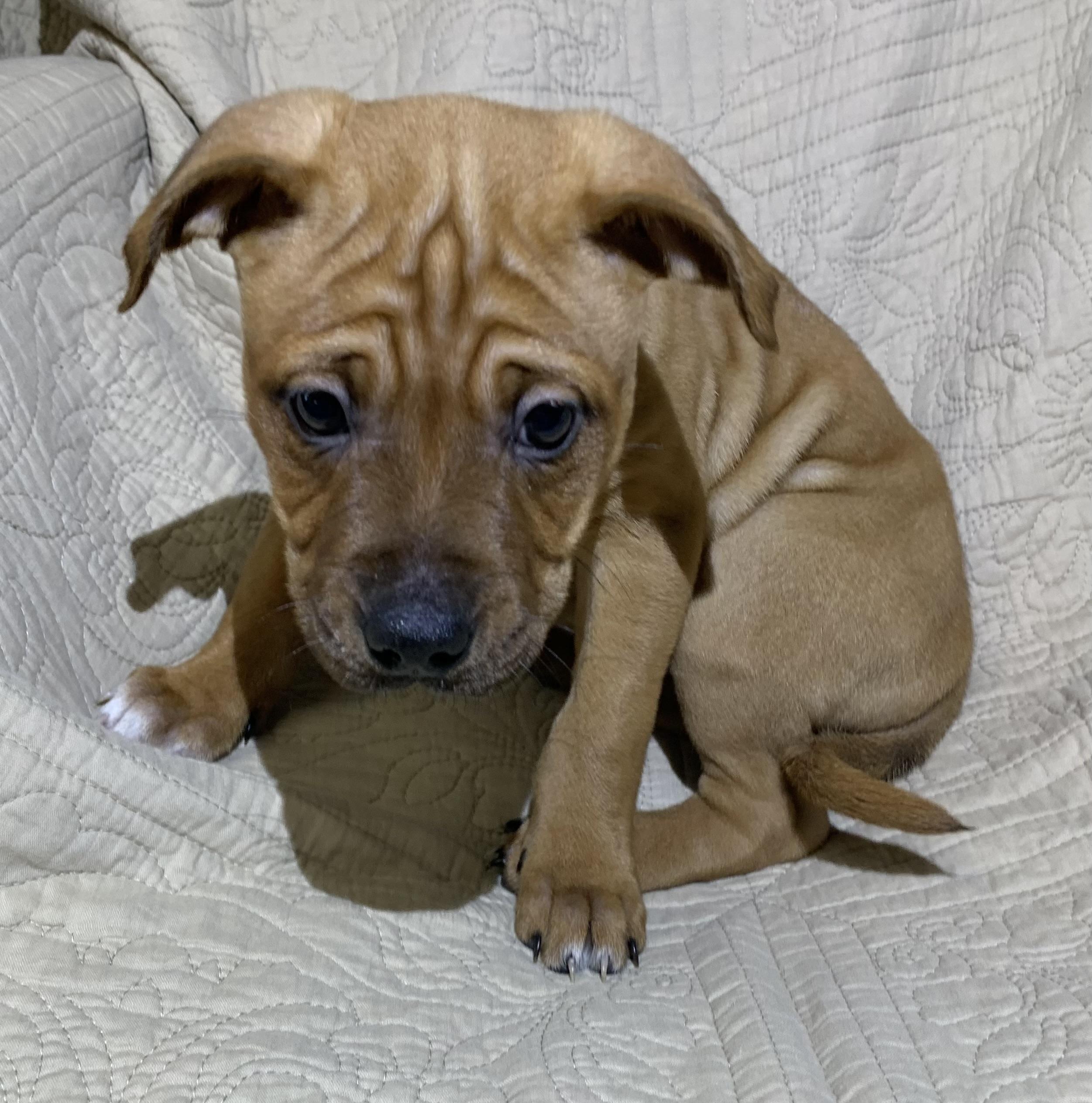 Enlarge Ruby, a Adoptable American Staffordshire Terrier in Massena, NY image 2/3