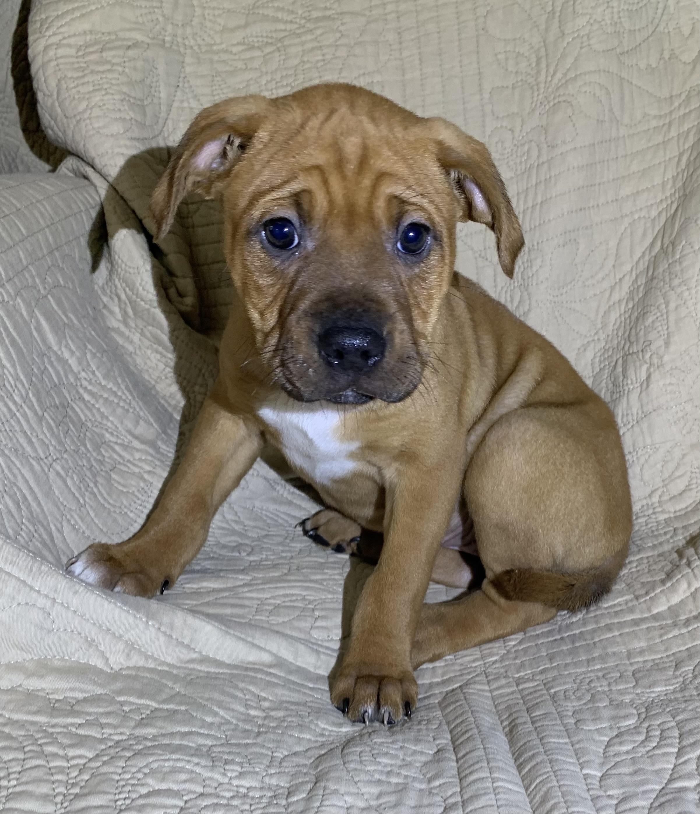 Enlarge Ruby, a Adoptable American Staffordshire Terrier in Massena, NY image 3/3