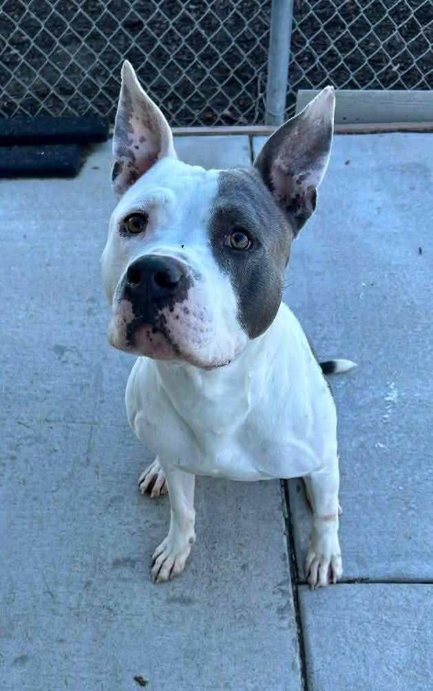 Enlarge Flint, a Adoptable mixed breed in Colorado Springs, CO image 1/1