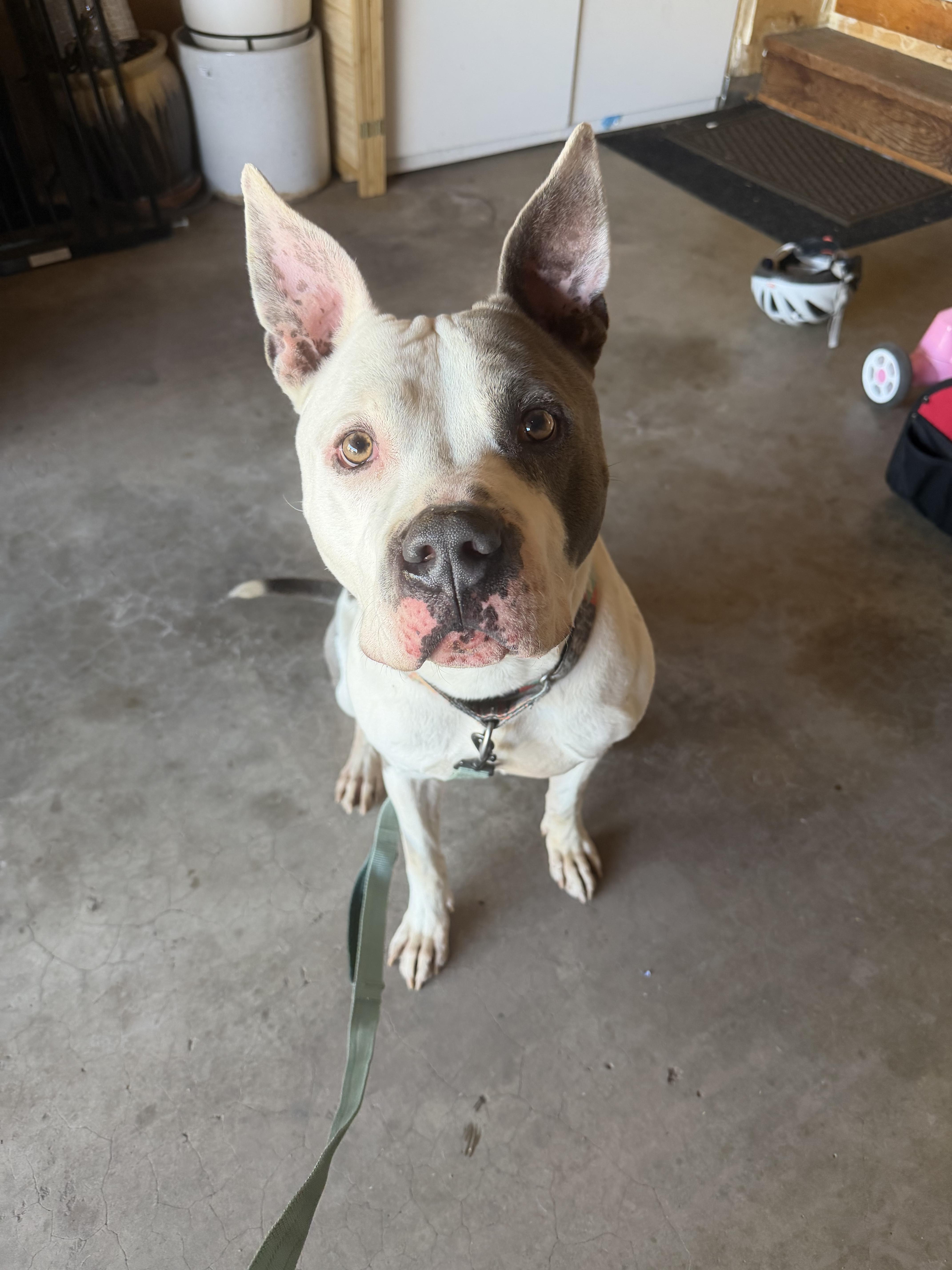 Flint, a Adopted mixed breed in Colorado Springs, CO image 3/6