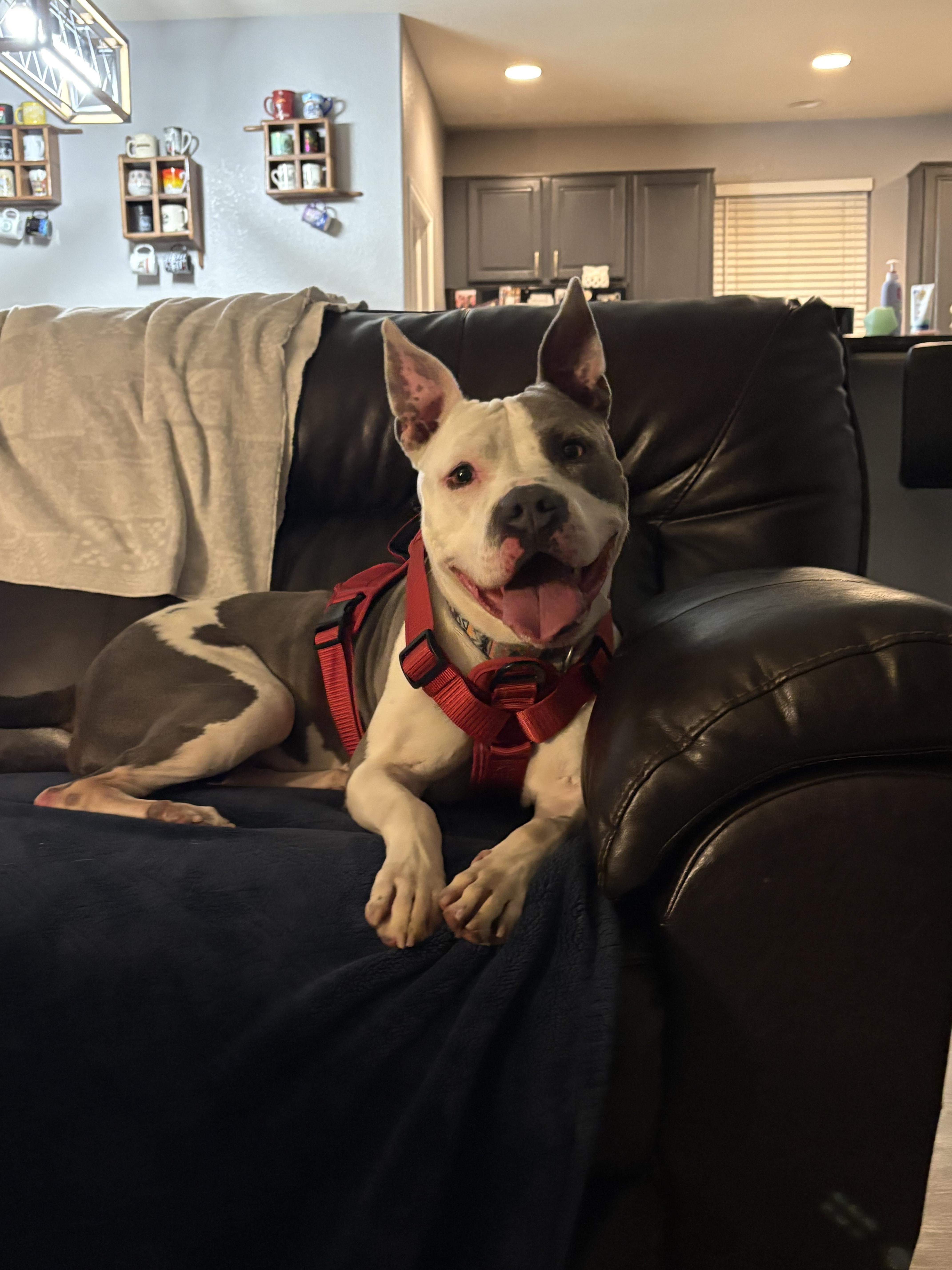 Flint, a Adopted mixed breed in Colorado Springs, CO image 4/6