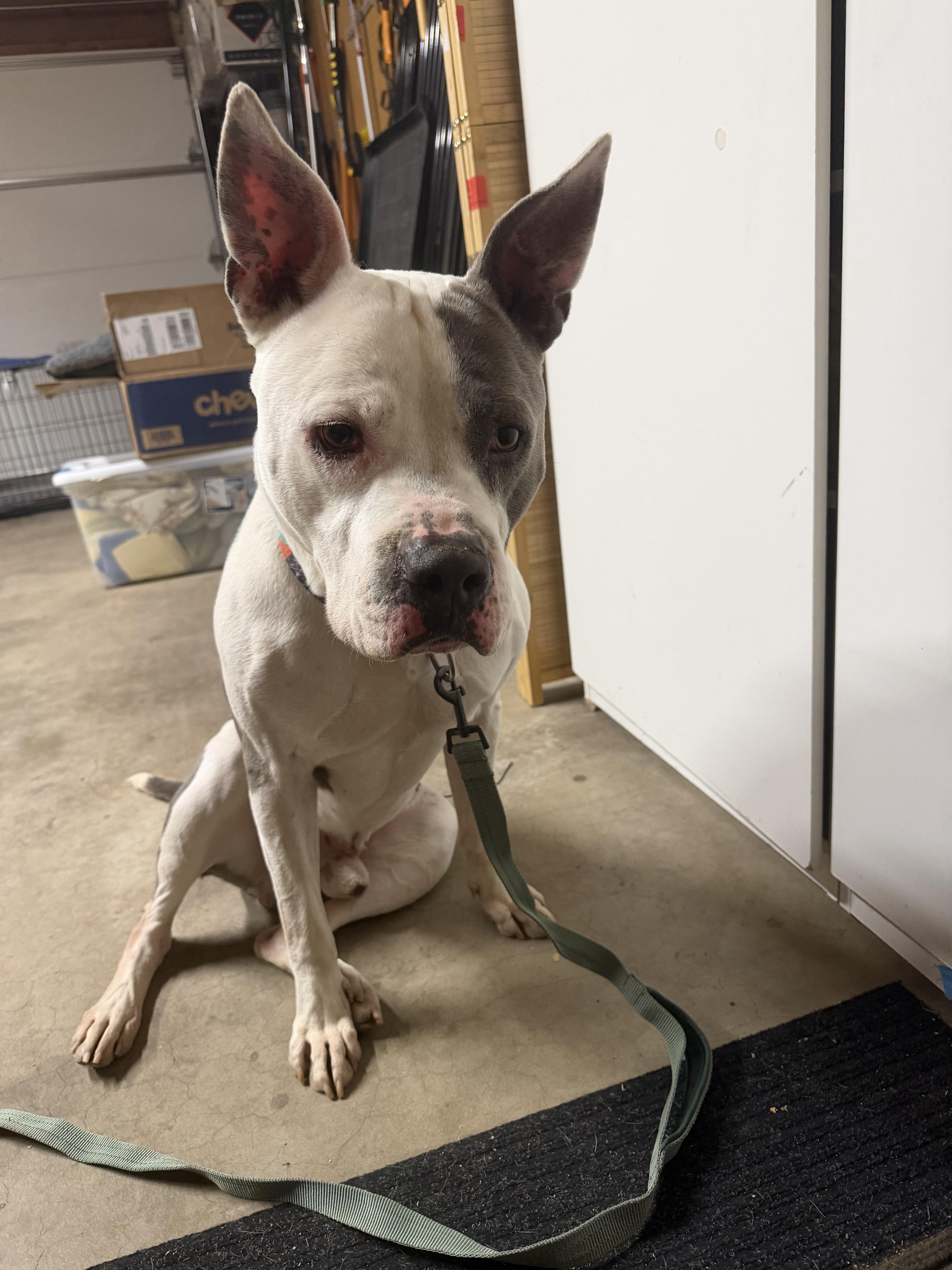 Flint, a Adopted mixed breed in Colorado Springs, CO image 5/6