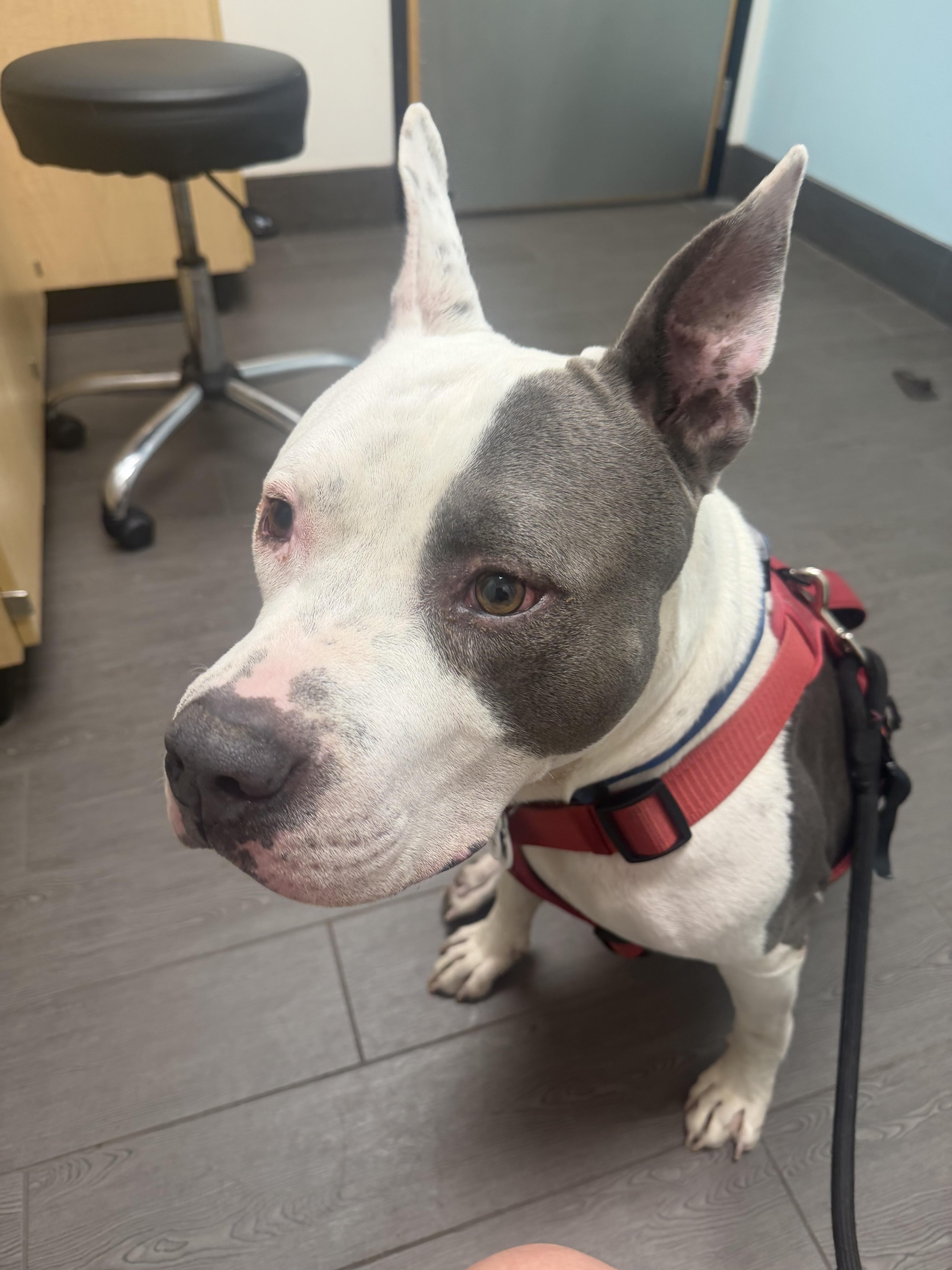 Flint, a Adopted mixed breed in Colorado Springs, CO image 6/6