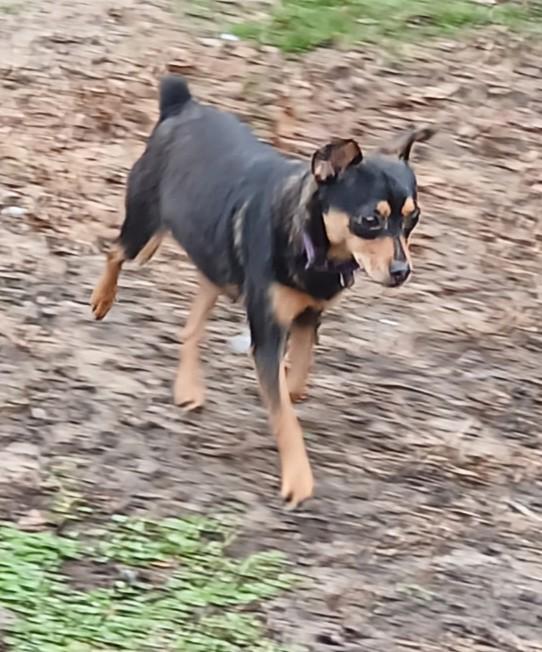 Eli, Adoptable, Adult Male Miniature Pinscher & Chihuahua.