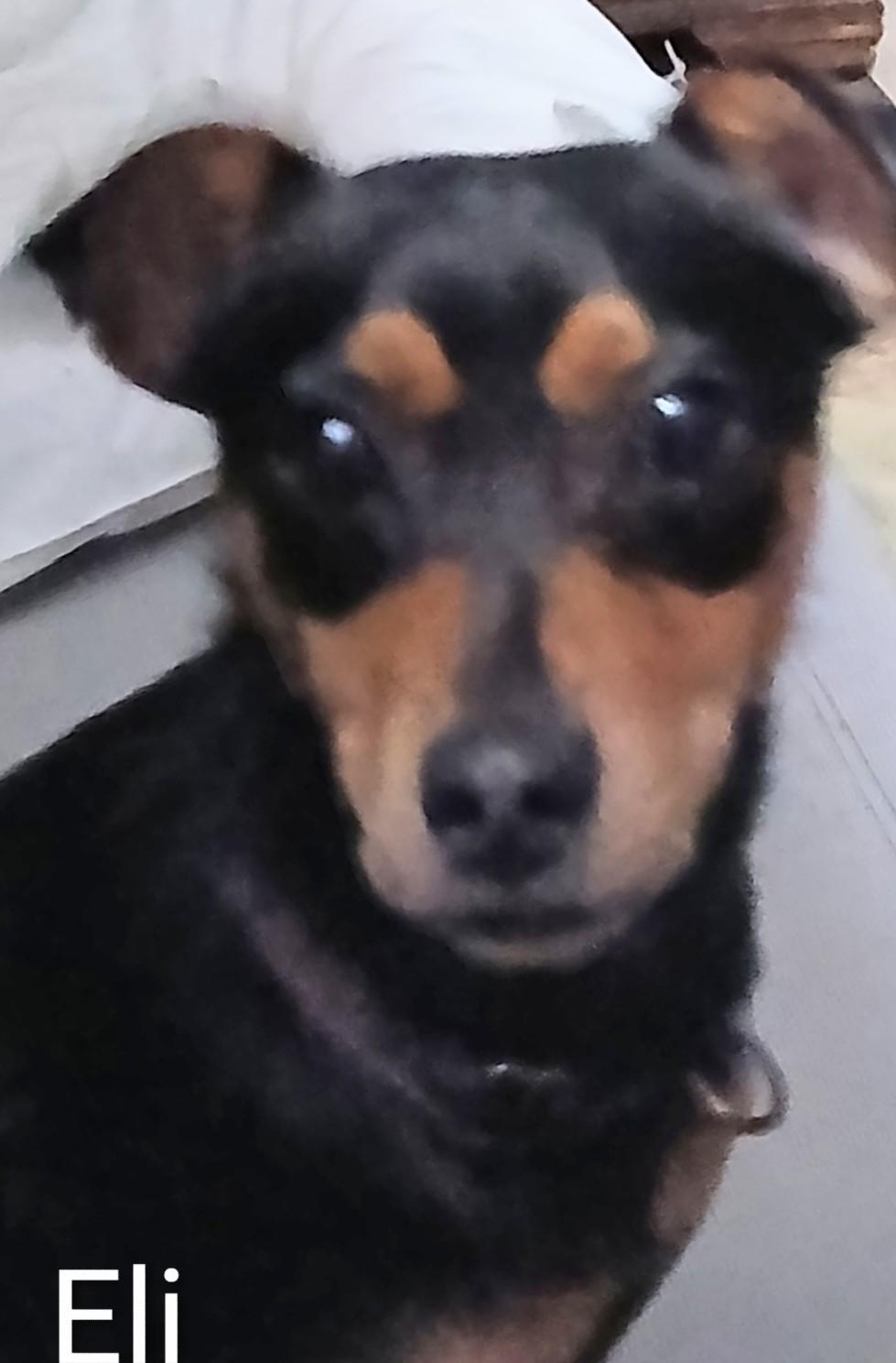 Eli, a Adoptable mixed breed in Holland, OH image 2/3