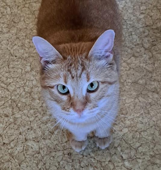 Priscilla, Adoptable, Adult Female Domestic Short Hair.