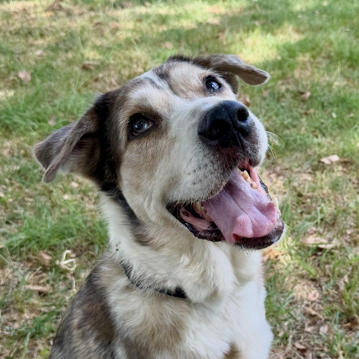 Super Trooper, Adopted, Adult Male Australian Shepherd & Catahoula Leopard Dog.