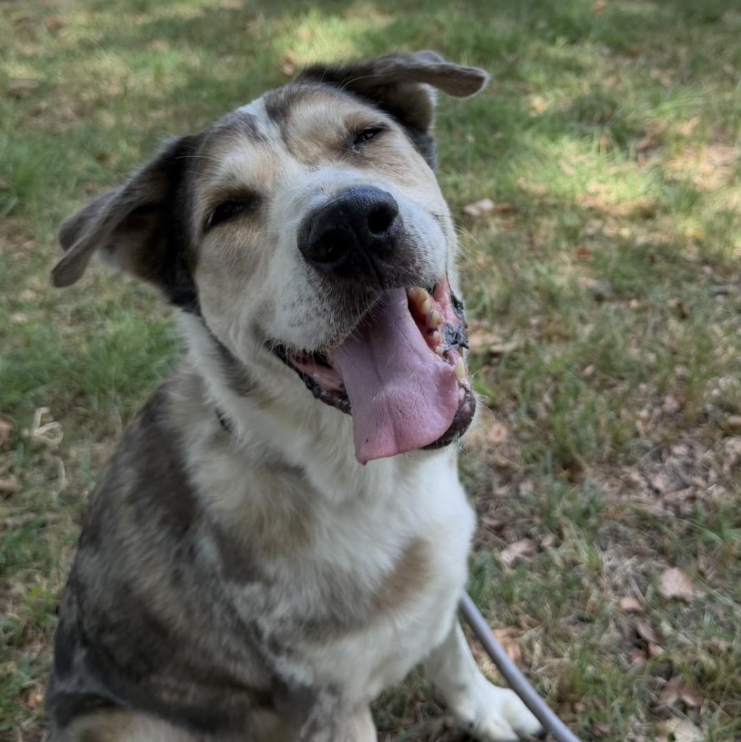 Enlarge Super Trooper, a Adopted mixed breed in Seattle, WA image 2/6